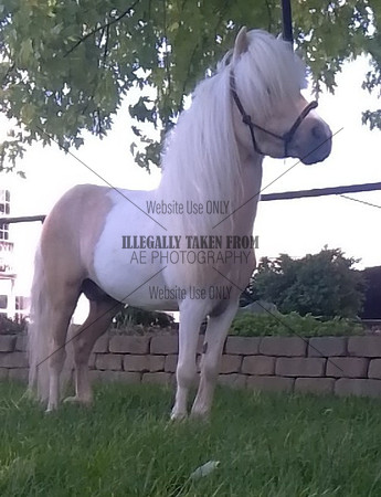 Eli Beiler 9 yr old palomino paint stallion- LOT 119