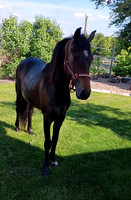 Emanuel King 3 yr old mare lot 83 standardbred pony mare