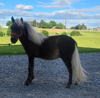 Gateawaystables yearling mini stud- lot 115