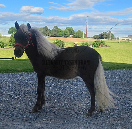 Gateawaystables yearling mini stud- lot 115