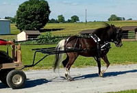 Getawaystables3 yr old gelding-lot11