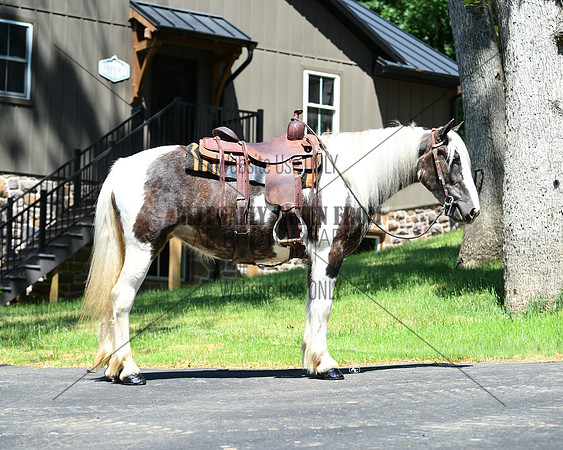 jesh_1337 -lot 70