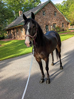 Johnny Kauffman 6 yr old gelding- lot 86 standardbred pony