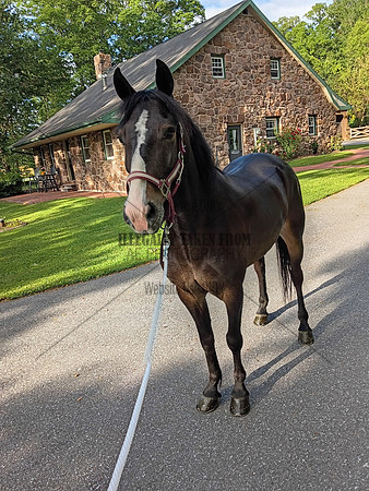 Johnny Kauffman 6 yr old gelding- lot 86 standardbred pony