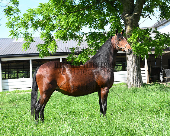 Lot 25