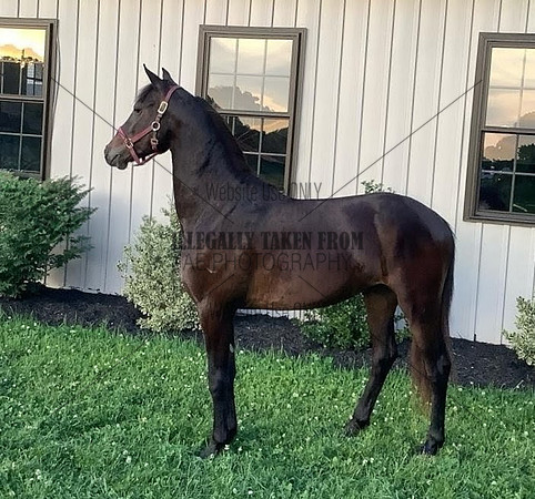 Lot 43