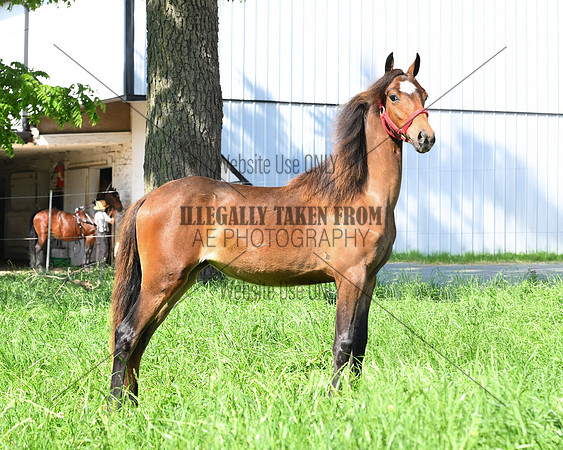 Lot 99 yrling-SamMiller