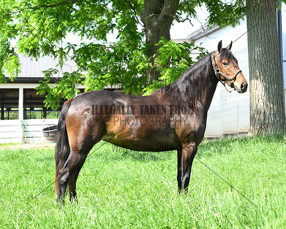 Lot17-4 yr old mare-Sammiller