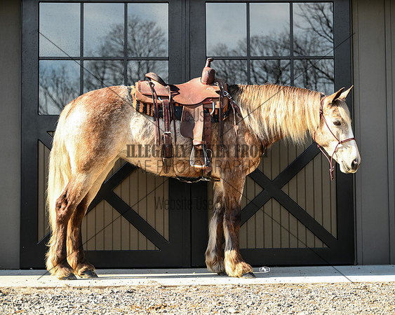 Lot 75 3 yr mare gypsy-QH cross