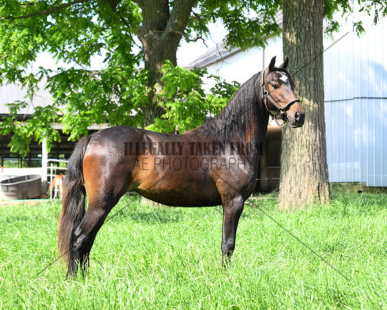 lot89-2 yr mare-SamMiller