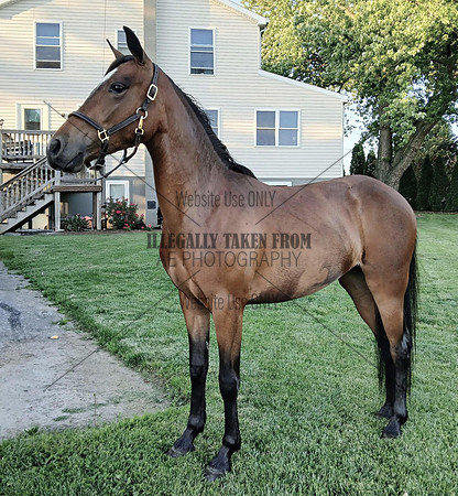 Mark Allen king 2 yr old Standardbred pony mare-lot 87
