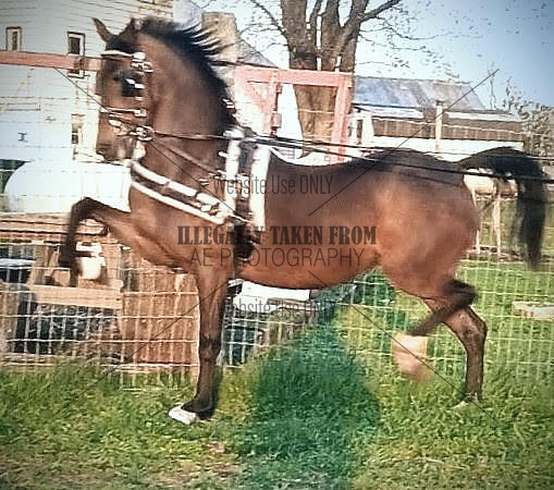 Mark Allen king hackney mare. lot 20