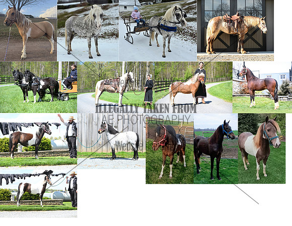 Pony Sale Consignments
