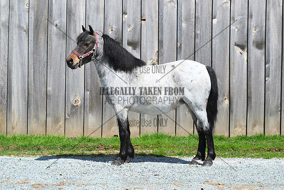 steveking-lot 31 blue roan reg shetland mare 8 yr