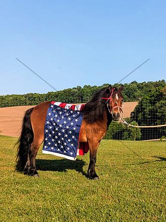 Stoltzfus Lot 56 - 5 yr old bay gelding