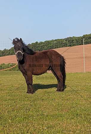 Stoltzfus lot 7 yearling black gelding