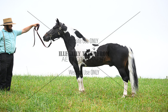 AJB_8707