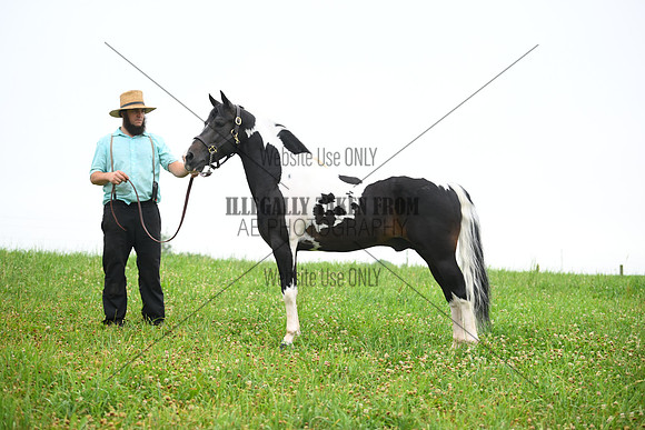 AJB_8709
