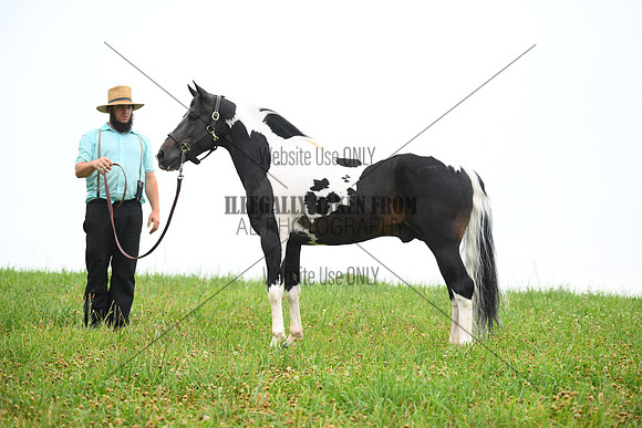 AJB_8716