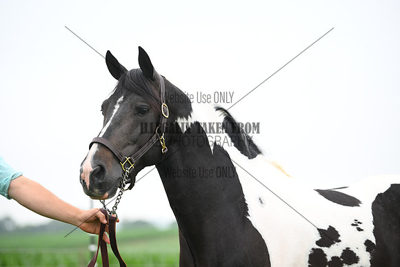 AJB_8751