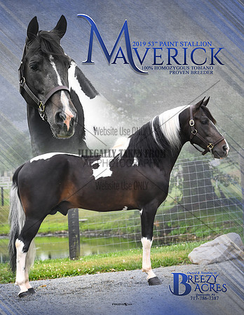 Maverick-8.5x11