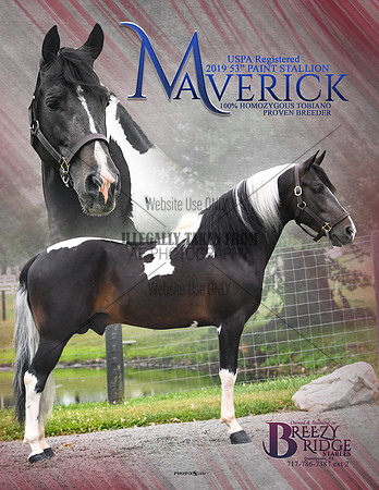 Maverick-8.5x11-red