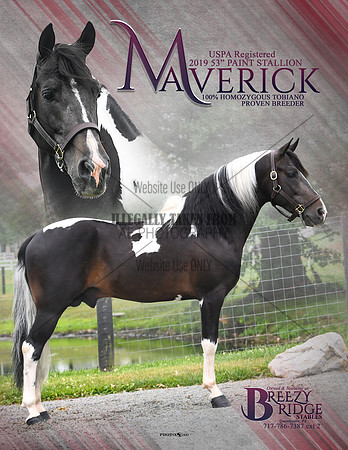Maverick-8.5x11-red2