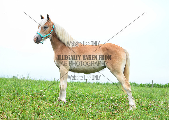 sking_8765-yrhalflinger