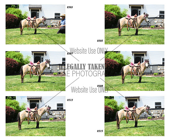 Buckskin Mare
