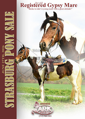 Gypsy mare