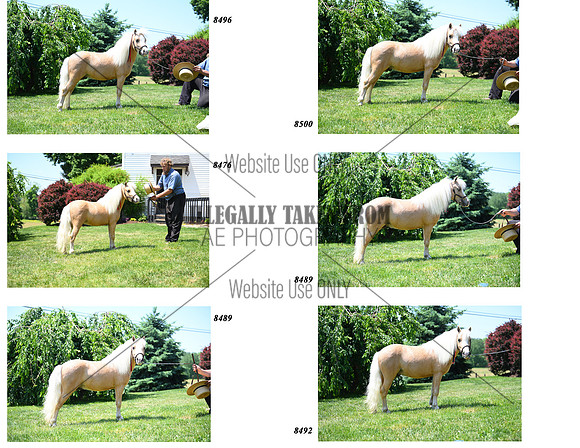 Palomino Stud