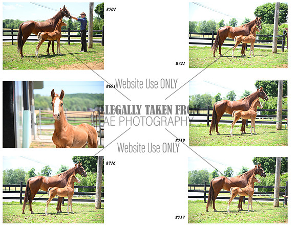 saddlebred mare