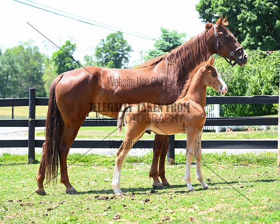 saddlebred-mare-foal_8719