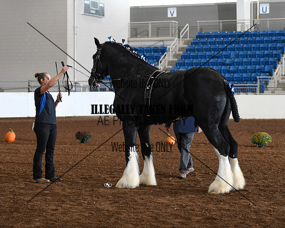 shire_4419