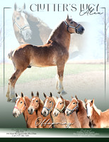 Golden View Equine (Ulmer)