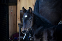 Foal