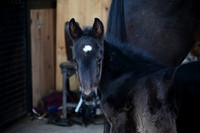 ASH_1104