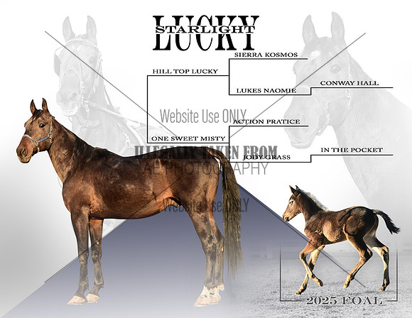 Lucky Starlight-inside copy