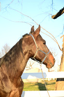 Stallion