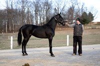 Quality Stables