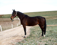 Qualitystables_9251