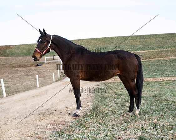 Qualitystables_9251