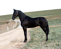 qualitystables_9238
