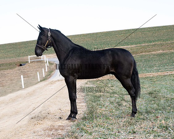 qualitystables_9238