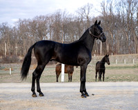 qualitystables_9227