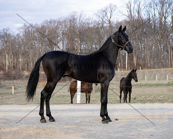 qualitystables_9227