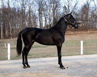 qualitystables_9223