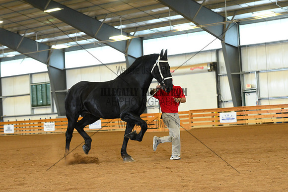 AJB_3353