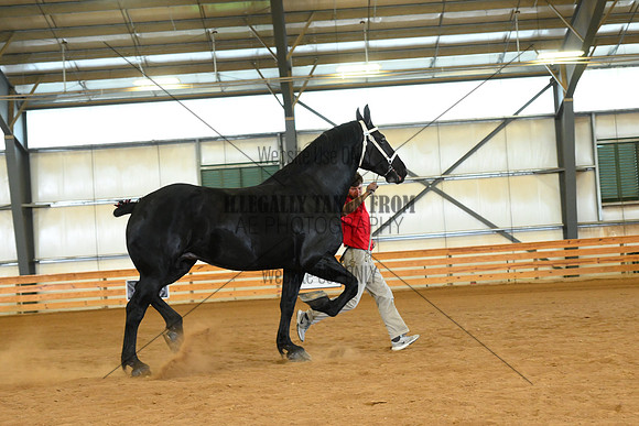 AJB_3354