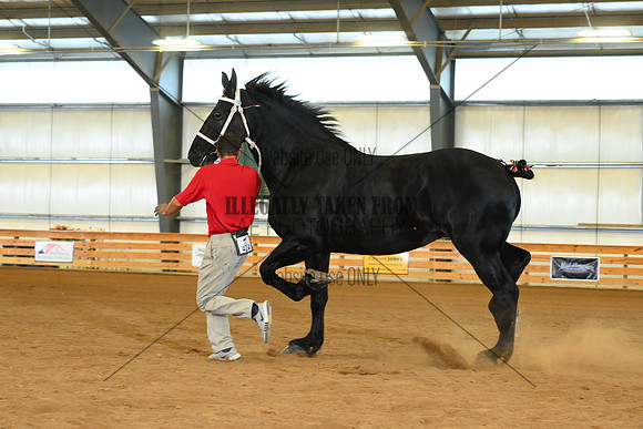 AJB_3355